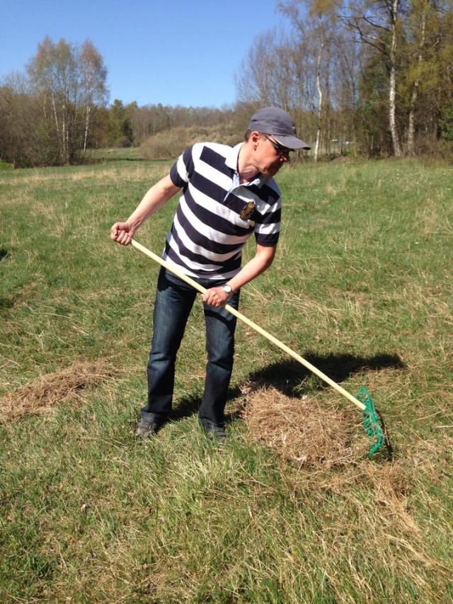 Här kan man tro att jag var ensam om att räfsa, men sanningen var att jag kom när de andra redan gjort merparten av jobbet och han delta bara på slutet. Men nästa år...